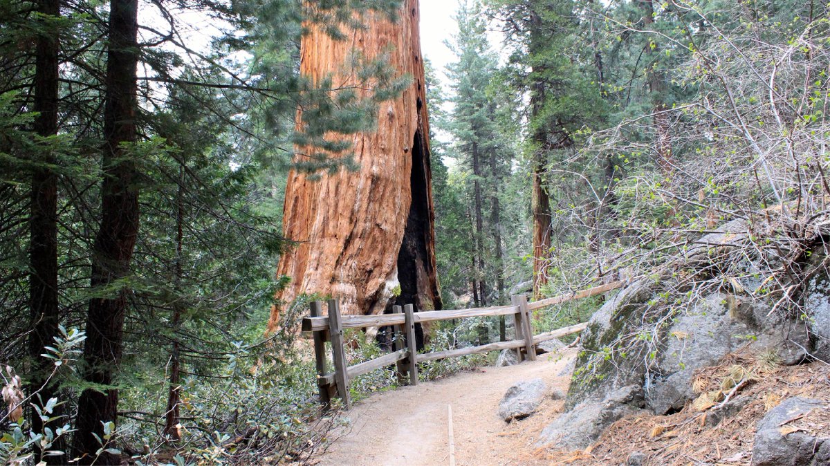 bigtreestransit's tweet photo. Visit #KingsCanyonNationalPark and see the #giant sequoias for yourself! #GiantSequoia #BigTreesTransit https://t.co/NJGQbdWQwq