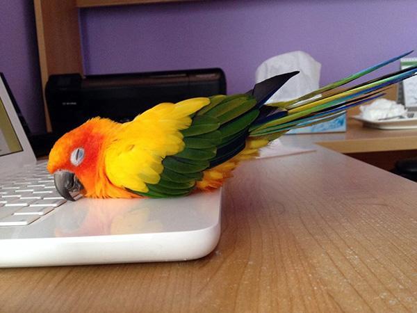 MELLOWCELLO1's tweet photo. I can't help it..when I listen to Mellow's Brahms Lullaby I fall zzzzzzzzzzzzz
https://t.co/zW8idhnlTP https://t.co/qIqbJ0JqOv