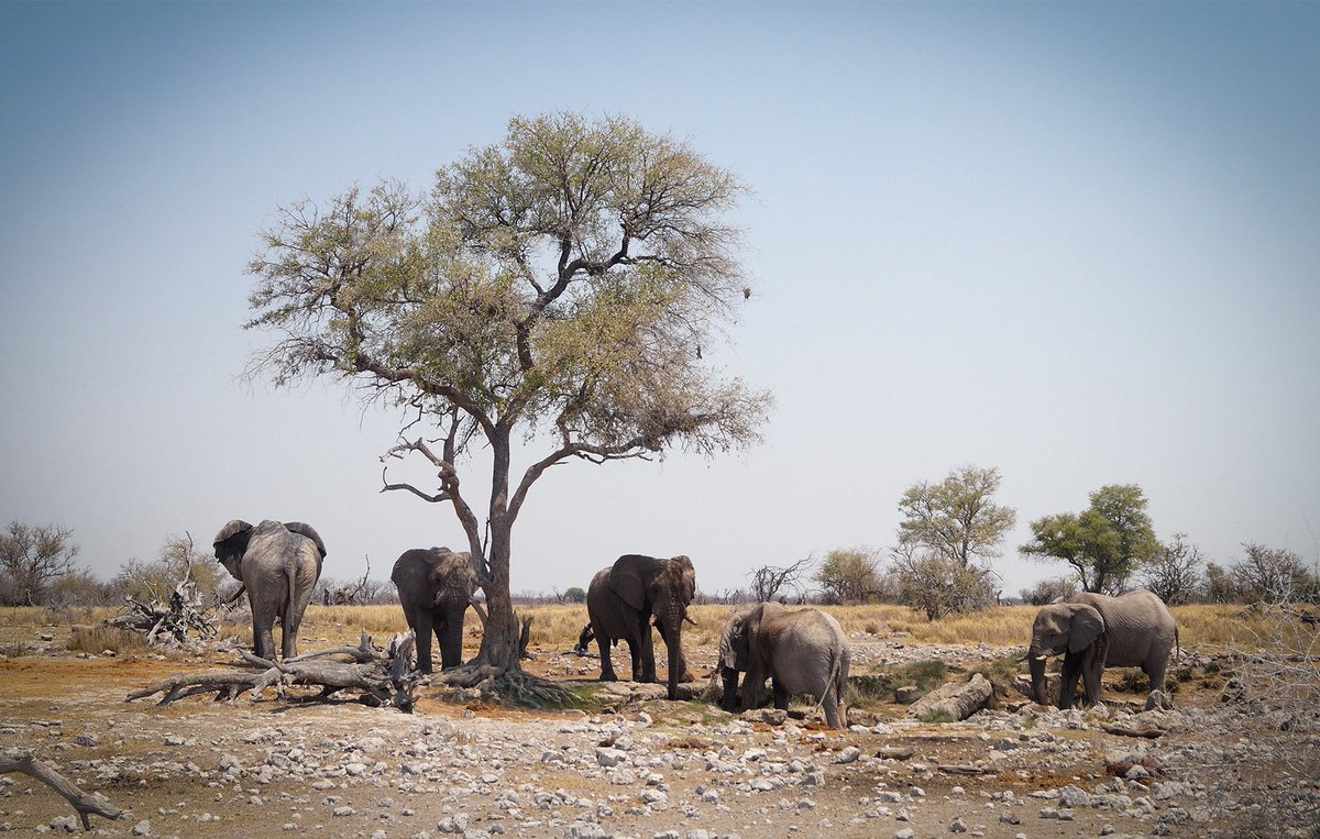 GoTravelStories's tweet photo. This weekend we're heading back to #NAMIBIA for a great new travel story. Stay tuned on https://t.co/W1M7Z1qJJI! https://t.co/eva9nDaqs4