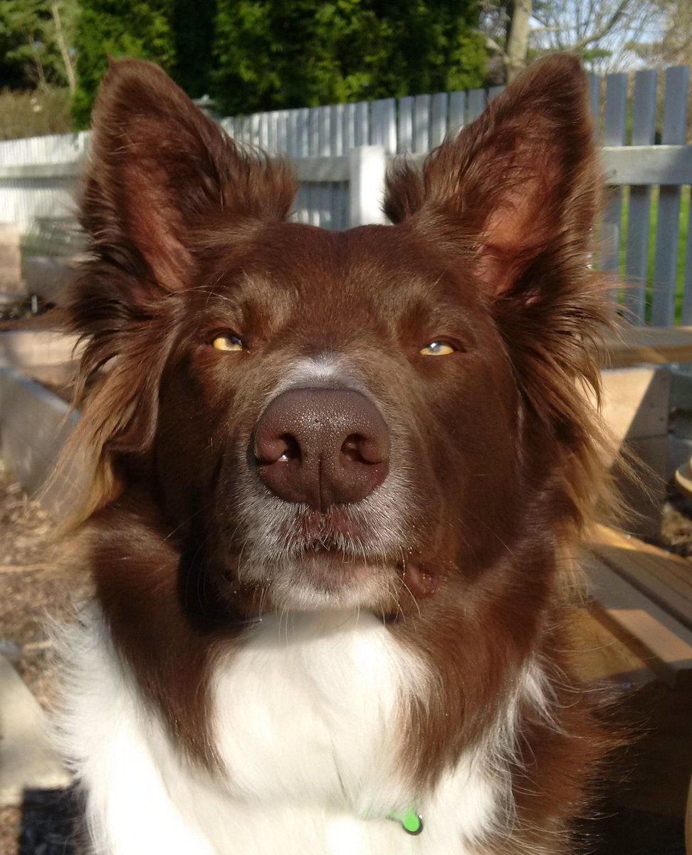 Relaxing after a long day and enjoying the last of the sunshine and warmth under the ever watchful eye of Shi!