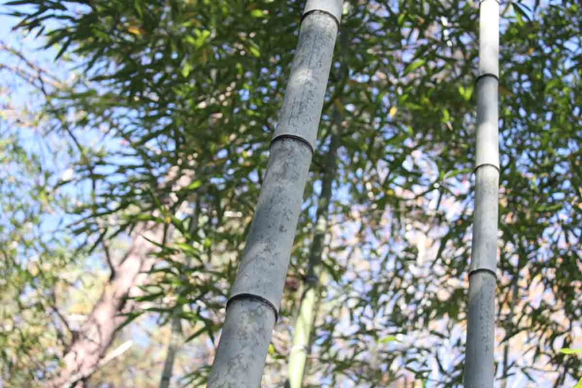 Resource_Fiber's tweet image. Why Bamboo is worth $60Billion goo.gl/KV7IMO