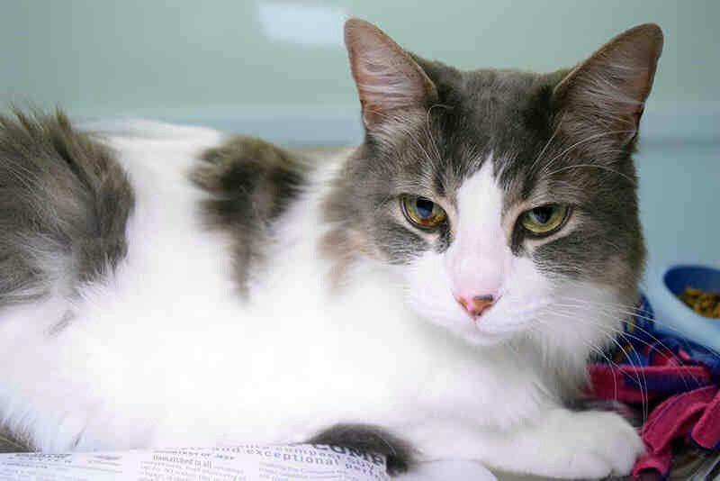 I am a neutered male,  gray and white Domestic Longhair mix. I weigh about 12 Lbs. bit.ly/1QSpu9f