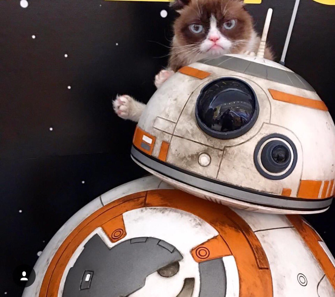 GrumpyCatMerch's tweet photo. May the 4th not be with you #grumpycat https://t.co/sZinwvSyfJ