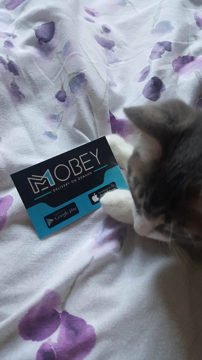 visual_energy's tweet photo. We thought you might need a hit of cuteness to get you through Thursday!  #kittenlove #mobey #deliveryondemand https://t.co/KDQ7f0ocqO