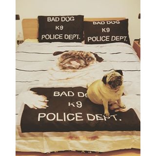 Joy_PhotoCam's tweet photo. Carlino sul letto ❤🐶🐾��#pugsofinstagram #copriletto #bedpugs #homesweethome #gilda #pug #bobo https://t.co/haNzrhiajk https://t.co/j9arDSuGC1