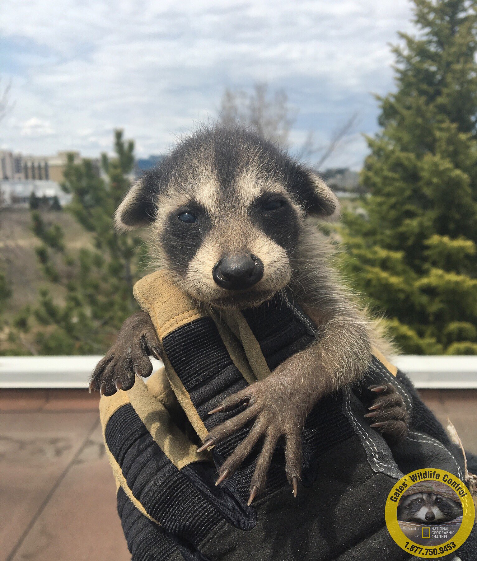 Brad Gates on Twitter ""What floppy ears I have!" Normally a raccoons