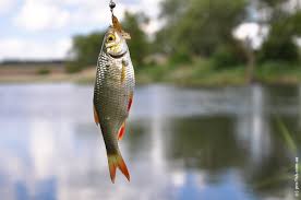 Вязаная рыбка крючком. Рыба на крючке. Обои на рабочий стол рыбалка. Рыба попалась на крючок. Поймал рыбу.