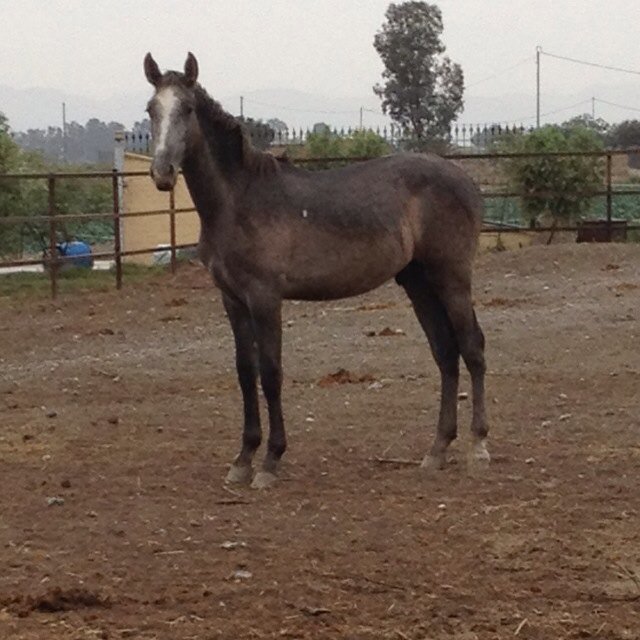 yeguadavjimenez's tweet photo. Neftali VJ II. Potro de año, por Goloso XIX y Atalia VJ.  En venta https://t.co/lvLARsYCFC