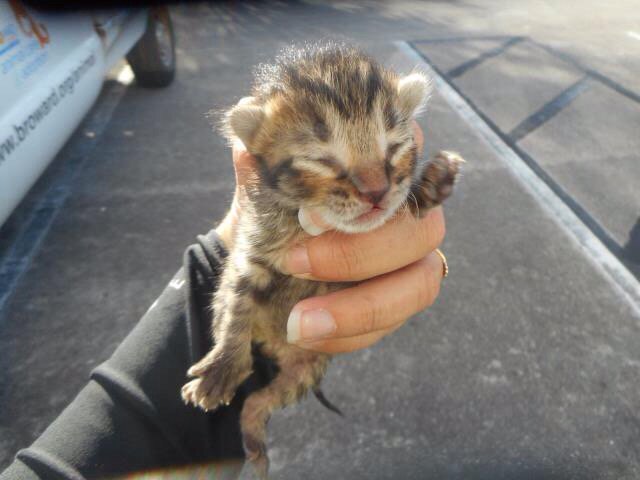 I am a  tabby Domestic Shorthair. I am located at Broward County Animal Care and Adoption  bit.ly/1W8HTGA