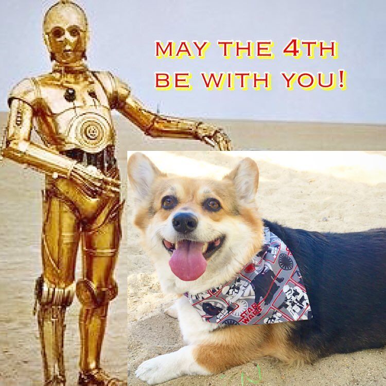 corgi_zero's tweet photo. These aren't the droids you're looking for... #MayThe4thBeWithYou #JediMindTricks #UseTheF… https://t.co/QtT54ZnNhA https://t.co/jjS1n7GimW