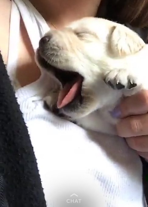 I'm jealous of @itsadairr I WANT PUPPIES https://t.co/bHwWHI0eIF<a class="tags" target="_blank" title="On Twitter" href="/?out=eyJ0eXAiOiJKV1QiLCJhbGciOiJIUzUxMiJ9.eyJpYXQiOjE3MjA3OTI4ODQsImlzcyI6InR3cG9ybnN0YXJzLmNvbSIsIm5iZiI6MTcyMDc5Mjg4NCwiZXhwIjoxNzUyMzI4ODg0LCJyZWRpcmVjdF91cmwiOiJodHRwczovL3R3aXR0ZXIuY29tL2l0c2FkYWlyciJ9.IKh7nN6LinwRLqqGru8rjgOyR0JnU7vDL8fYzpyH5ndqbLCPh5t82bhluzbadIBvHvgCvVoyHmrU0wgV0sPqnA">@itsadairr</a>