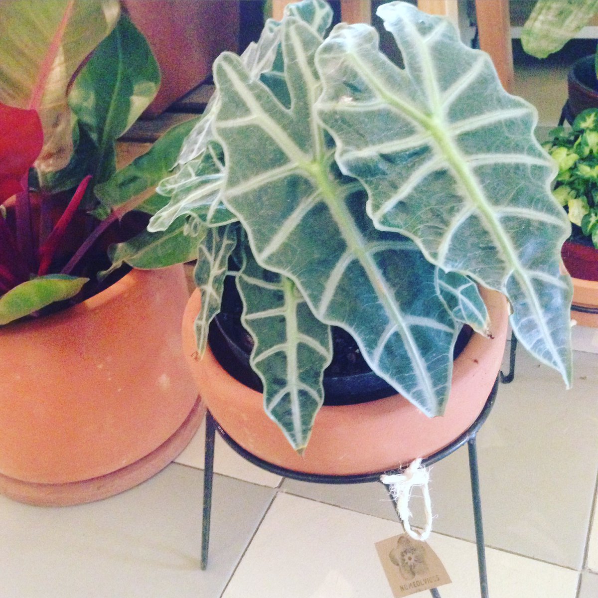 NOMEOLVIDES_MX's tweet photo. Plantas con personalidad! https://t.co/LBQhVIbuls