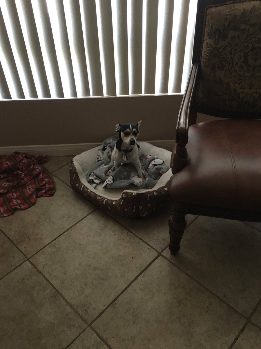 Got excited &amp; peed on moms comforter. She washed it @ laundromat and I peed on her bed again when she got home #zshq