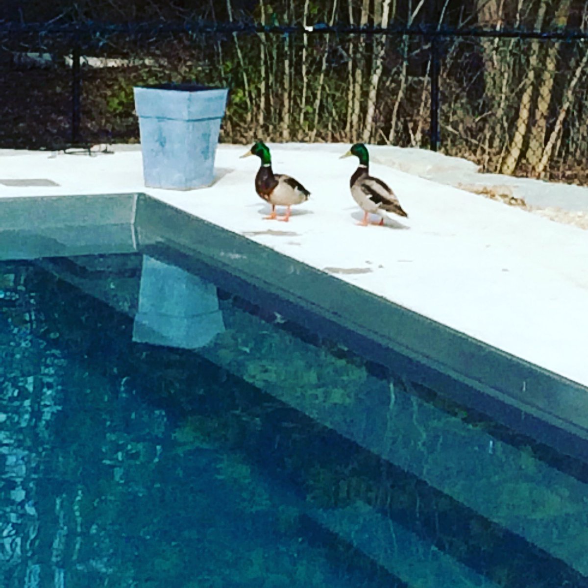 mikeyversace's tweet photo. Our lone duck has found himself a life partner ... https://t.co/C376JU5fUe