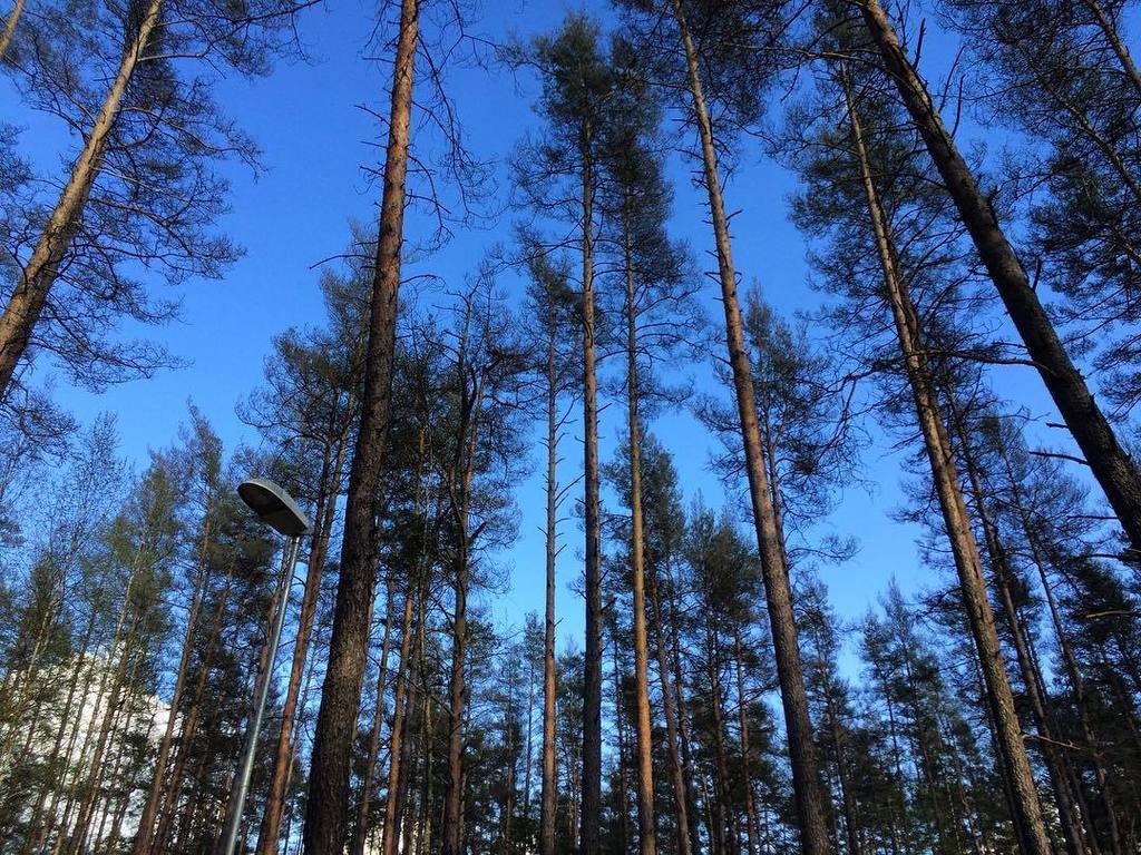 InstaDpils's tweet photo. no tyttituu8 - #daugavpils #daugavpilscity #stropi #nature #sky #forest #goodmood ❤️ https://t.co/JwOu7jjNX5