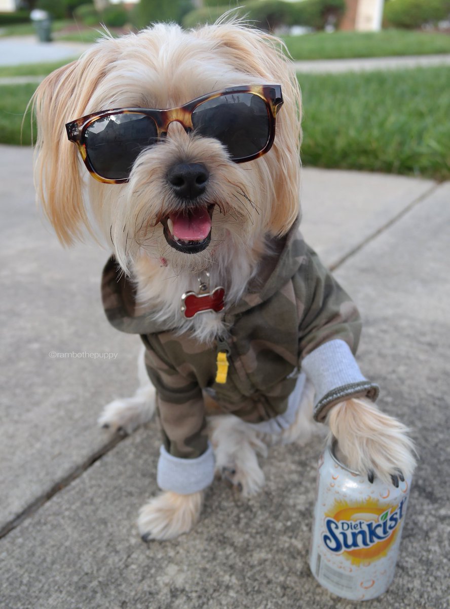rambothepuppy's tweet photo. want me to hand over the soda? okay, but only if you play dead first.
#dogtraining aka  #trainingmyhuman 😂😂😂 https://t.co/FKsC4NPxhK