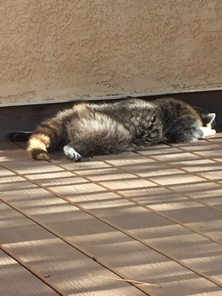 pburgess314's tweet photo. Boulder wildlife! Raccoon has decided the upper deck off our bedroom is perfect napping spot. #boulderwildlife https://t.co/iVXlqffwHX
