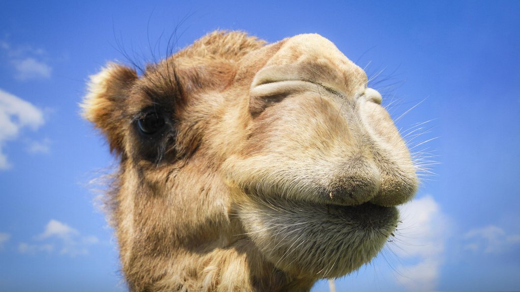 tedtalks_es's tweet photo. No tienes idea de dónde vienen los camellos: https://t.co/m8eRkzGucp @latifnasser https://t.co/Cyb77Oty2k