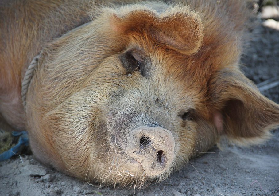 UJReview's tweet image. Jose and Shannon Hernandez Hospitalized After Central MA #PigAttack ujreview.com/?p=59214