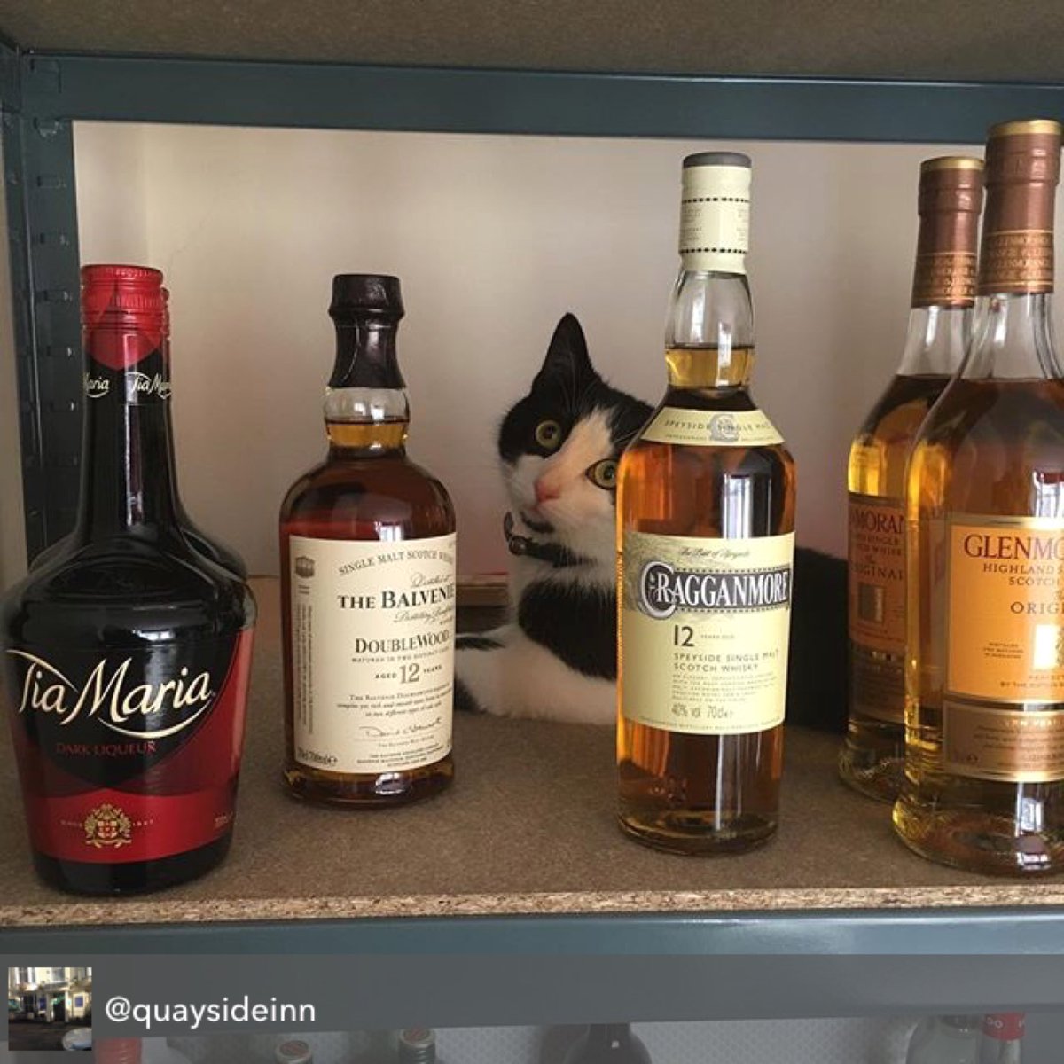 CatsOnTap's tweet photo. Sometimes #beercat Fizgig wants some spirits to lift his spirit. #catsoncask https://t.co/rBwP3ojrFJ