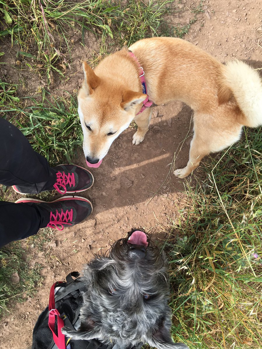 olliebearsf's tweet image. #bernal #dogsoftwitter #shibainu #glenofimaalterrier