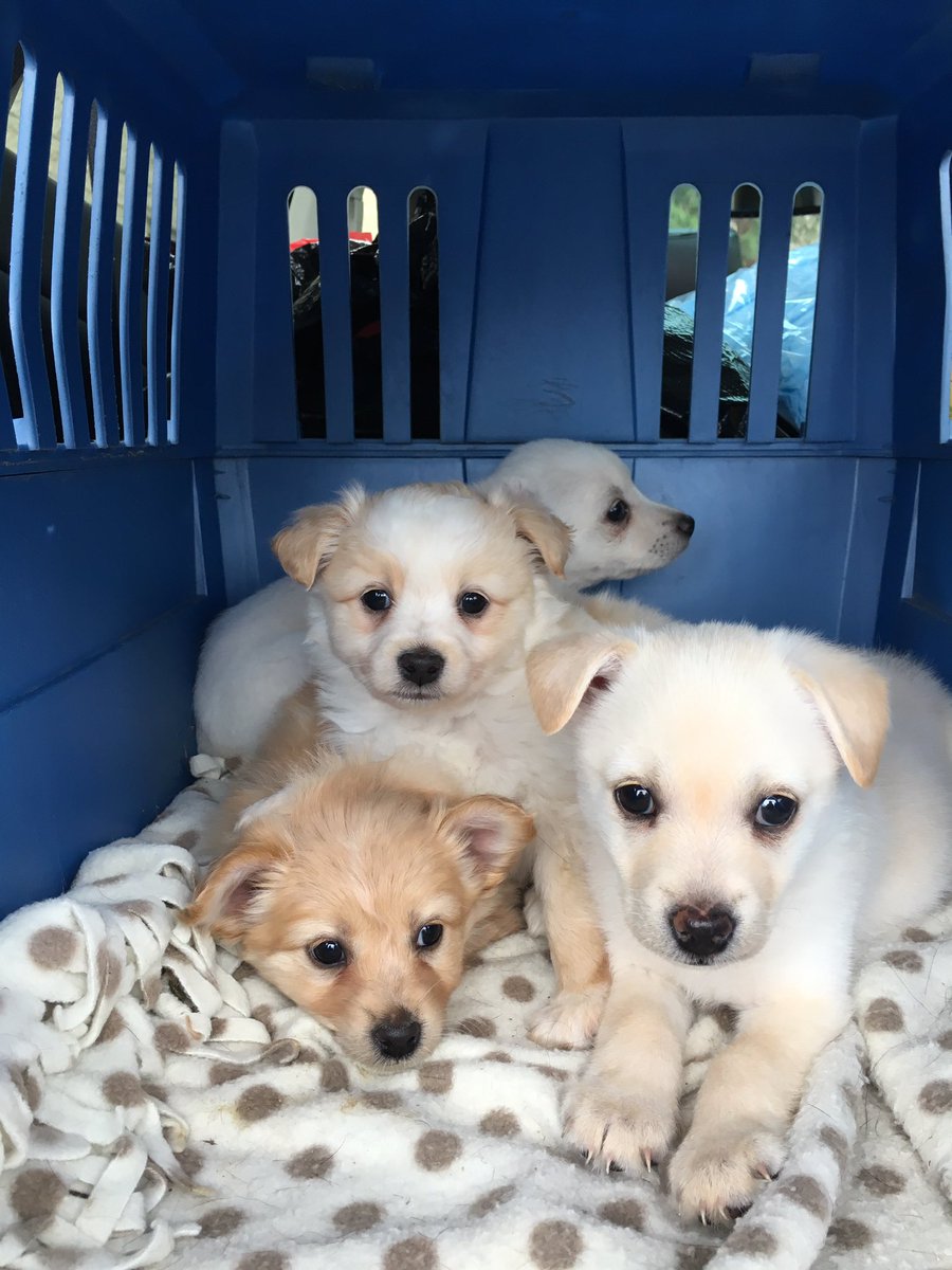 VictoriaHumane's tweet image. These Chihuahua cross puppies will be available soon at the Victoria Humane Society!❤️❤️❤️❤️