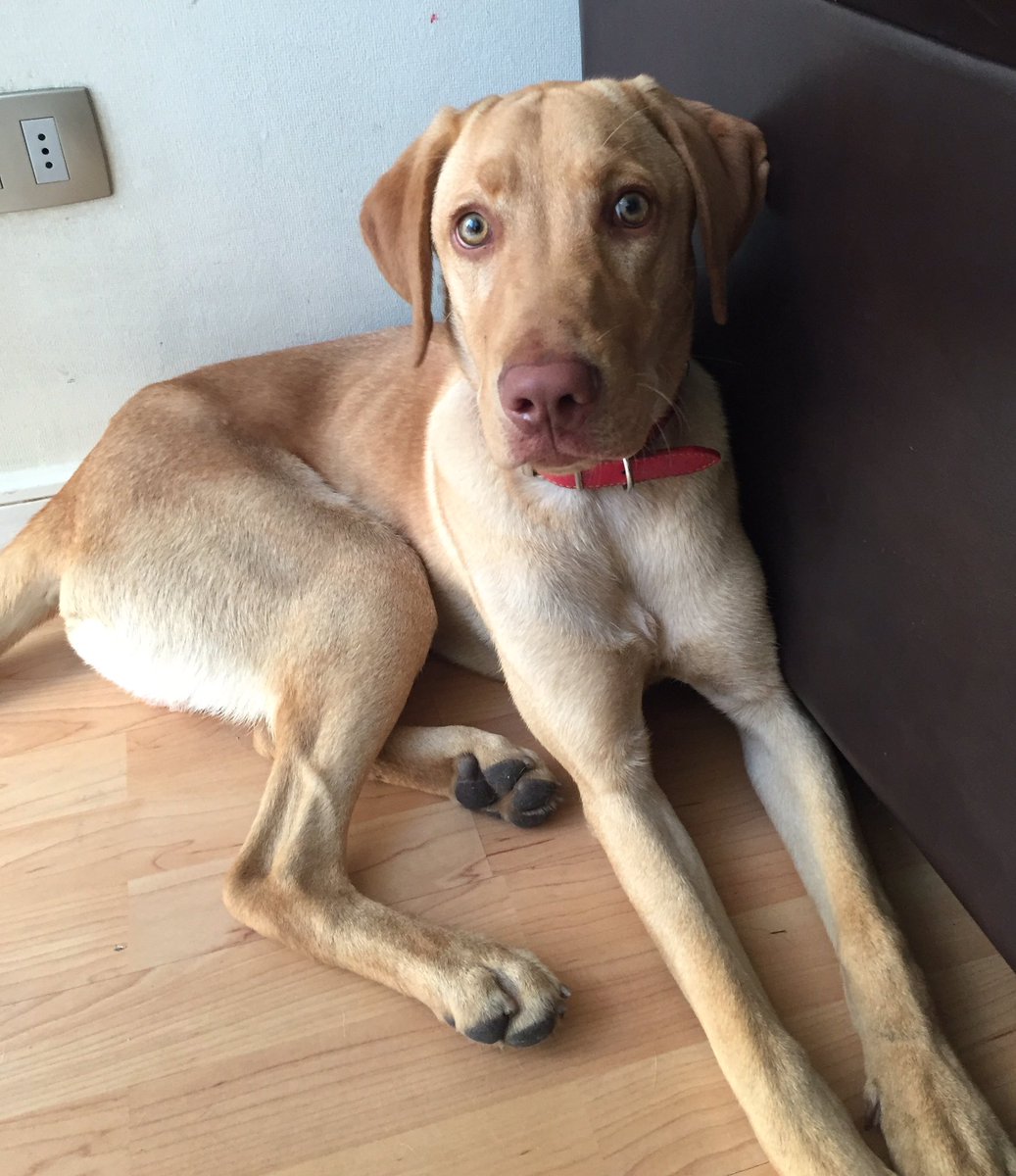 BUSCA A SUS DUEÑOS O ADOPCIÓN <a href="/perrijoperdido/">Perrito Perdido</a> <a href="/TERREMOTO_/">luis canales</a> <a href="/MiCubil_Chile/">MICUBIL.CL</a> @Mydog_Chile <a href="/MasterDogChile/">MasterDogChile</a> @_sitapam