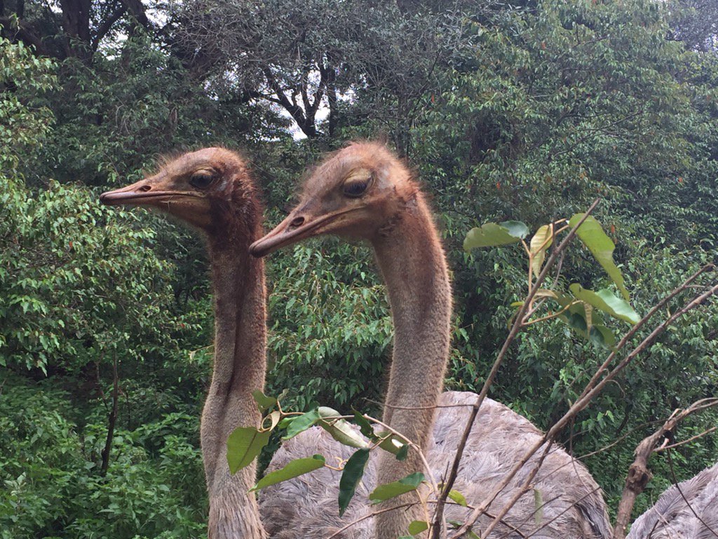 KristinDavis's tweet photo. Pea and Pod, orphaned ostriches growing up at @DSWT 👯 https://t.co/4SKKJsMuZX