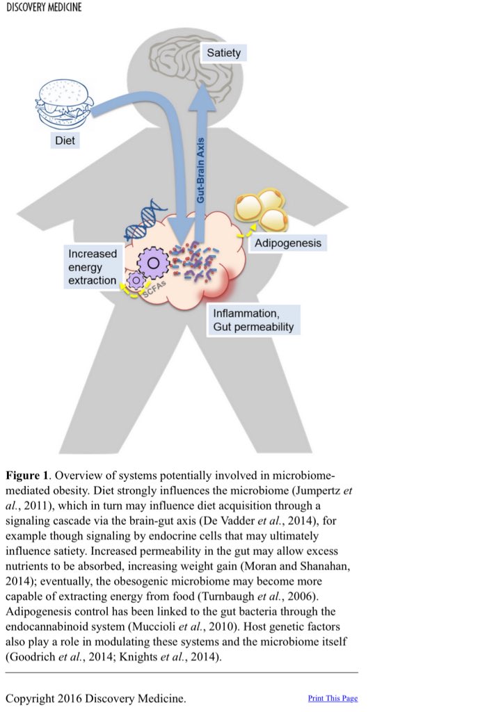 dr_kevinlee's tweet photo. Imho gut &amp; #microbiome one of most important organ in #obesity: gut-brain, gut-pancreas, gut-adipocyte https://t.co/ai8dWcb1mj