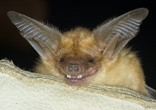 TheBatMan_Bruce's tweet image. This is why bats never smile