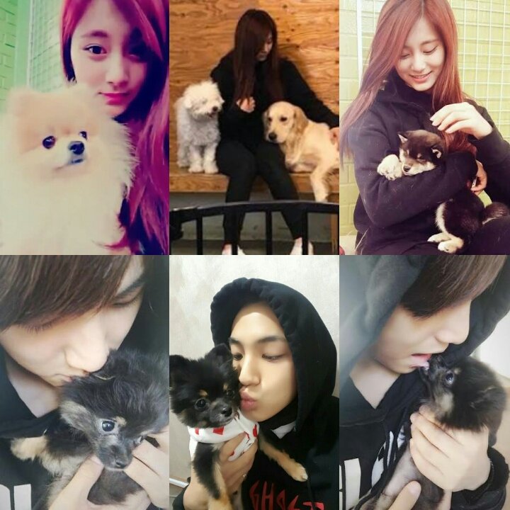 mintzu9799's tweet photo. Mingyu Tzuyu with their favorite animals ๐ถ๐๐ #MinTzu #2yu #TzuMin #Mingyu #Tzuyu #Seventeen #Twice #SevenTwice https://t.co/f2zakENnLg