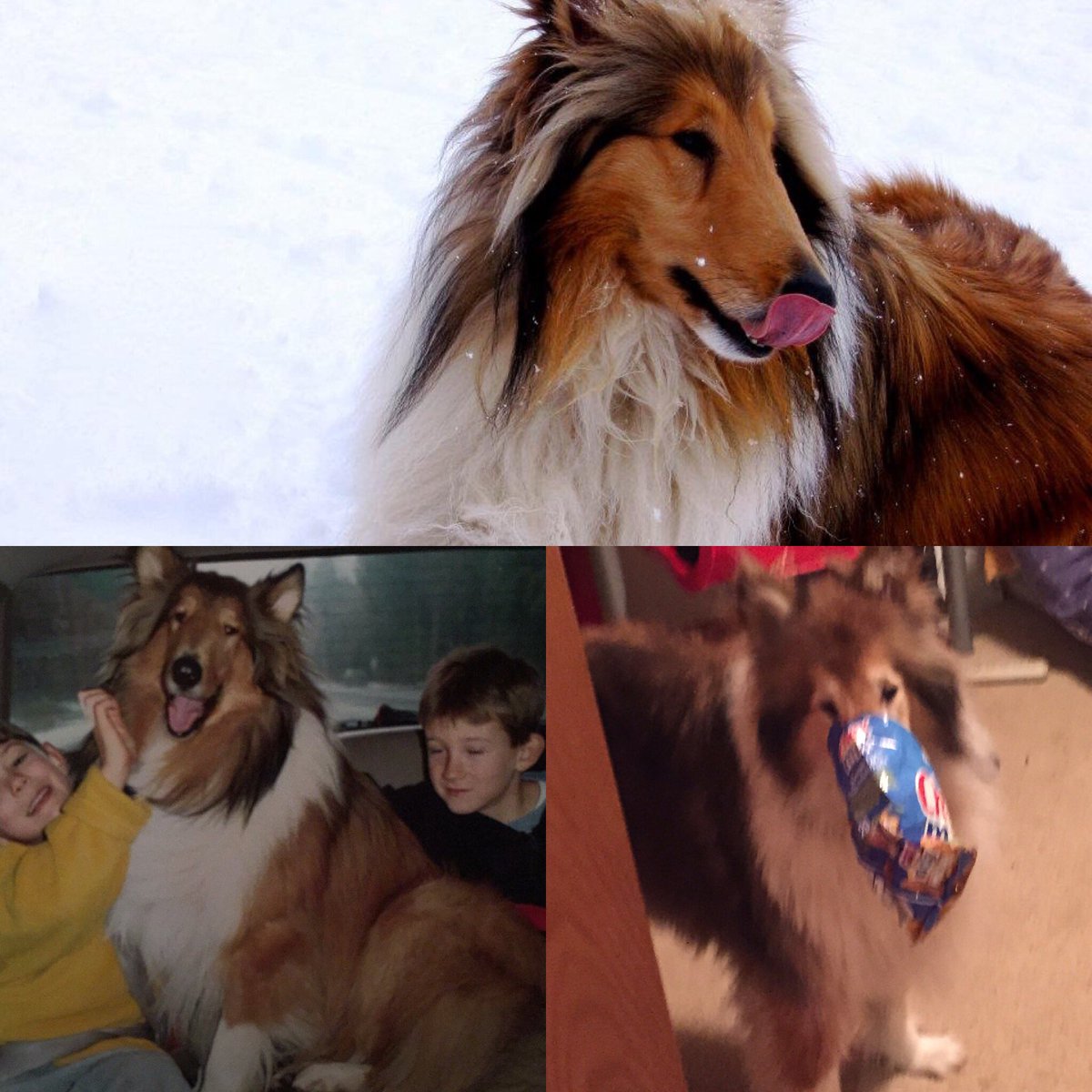tysamatowic's tweet photo. You were the most majestic of all samatowics and were my best friend since day one! You will be missed cute pups :( https://t.co/D4rYWfmq6k