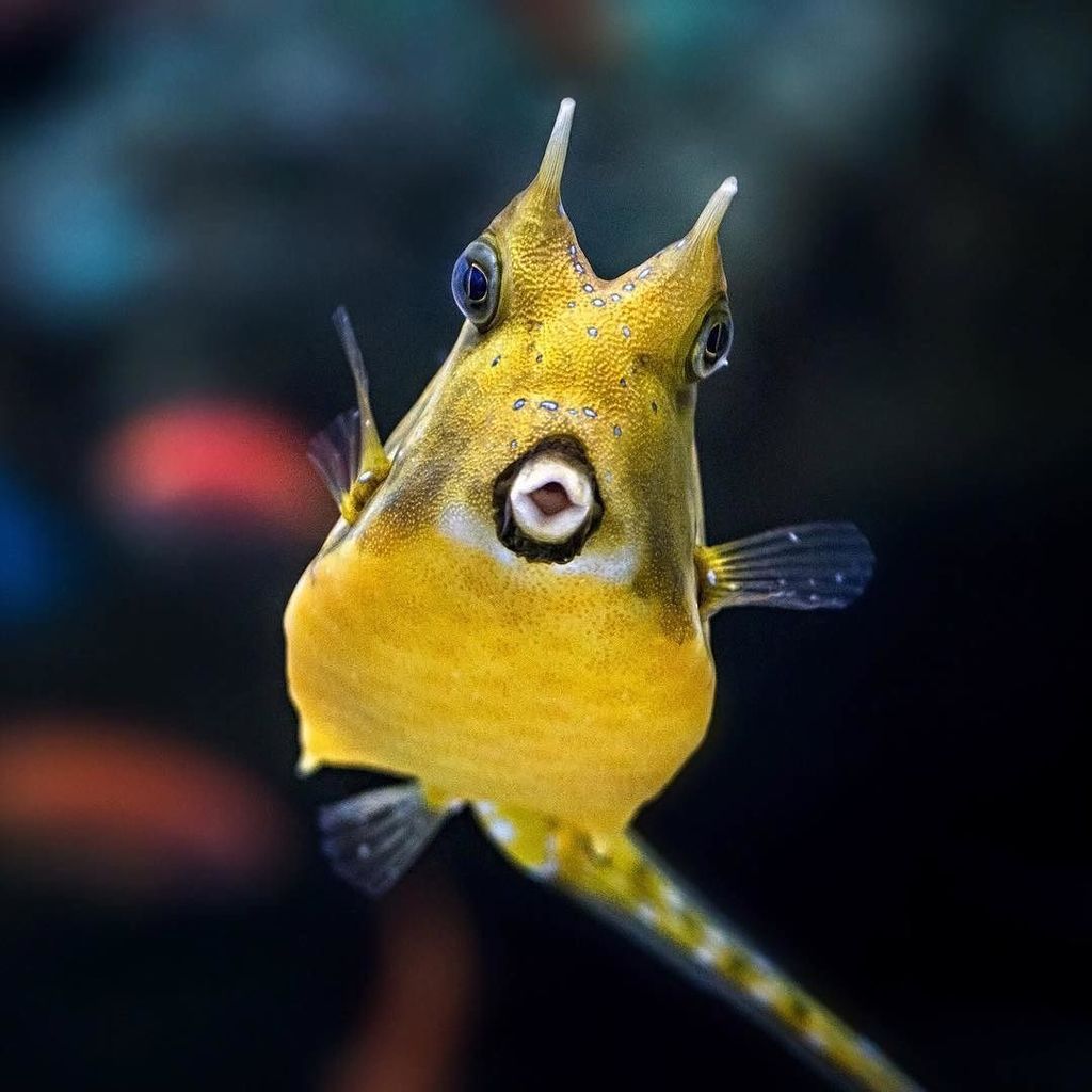 Culture_List's tweet photo. Via @aquariumpacific | ♫ Just want your extra time and your… 💋 .. #aquariummember #byrobin… https://t.co/LJi76BiDje https://t.co/K5llzpfrlQ