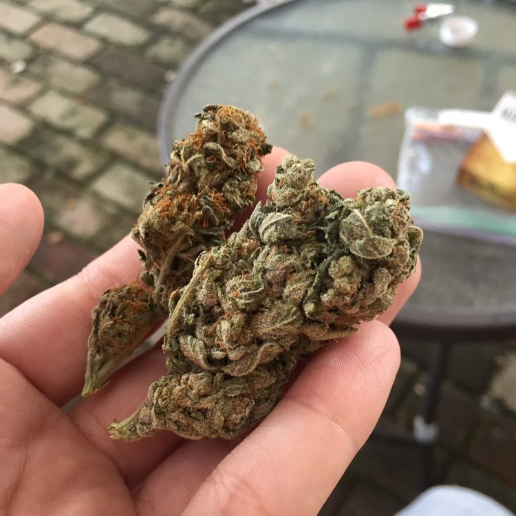 Top Grade A Buds - Og kush , Bubba kush, Gorilla Glue , Sour d Visit www.saintmaryhouse . com and place your order