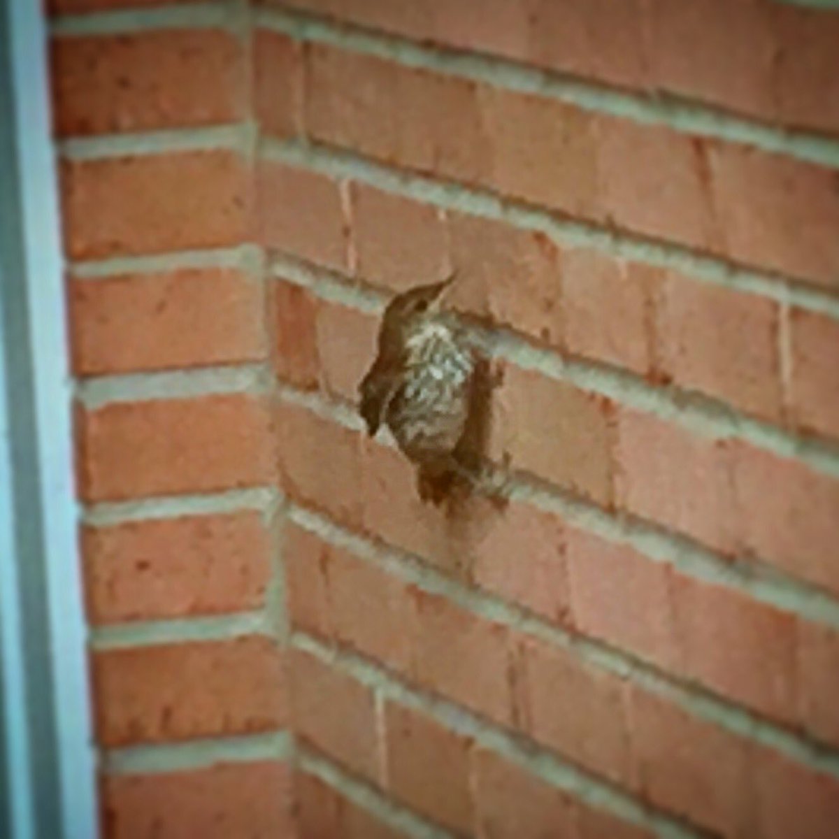 #Bird on the #Brick @ Jacksonville, Florida instagram.com/p/BFARjmiLxgI/