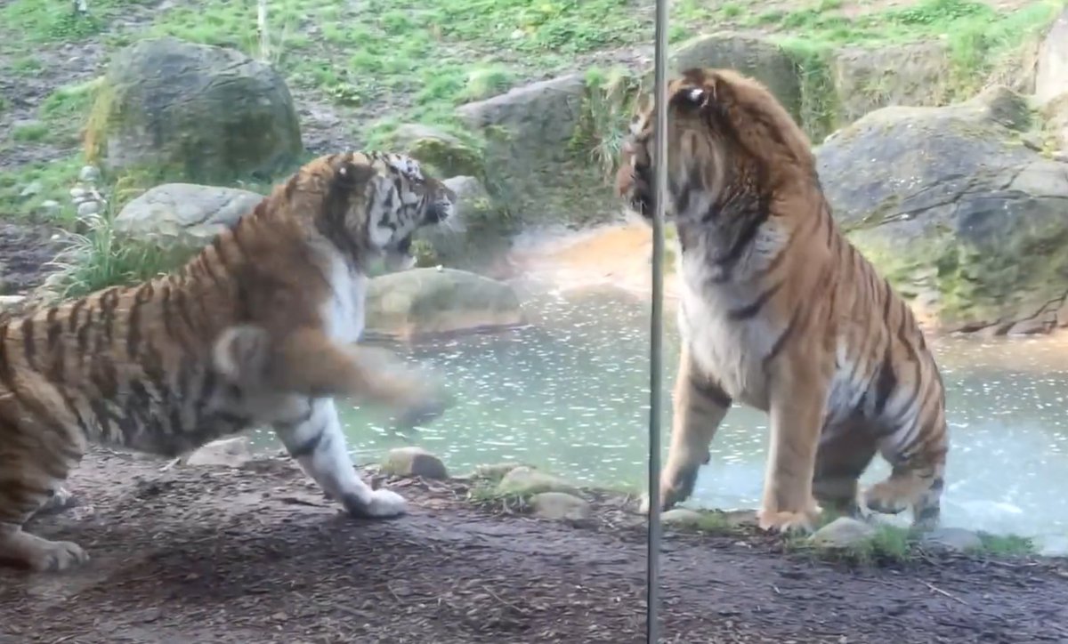 GROSpointBUZZ's tweet photo. Ne JAMAIS réveiller un tigre qui fait la sieste - https://t.co/vK9Jzg2xbg https://t.co/2WCyEQWNYf
