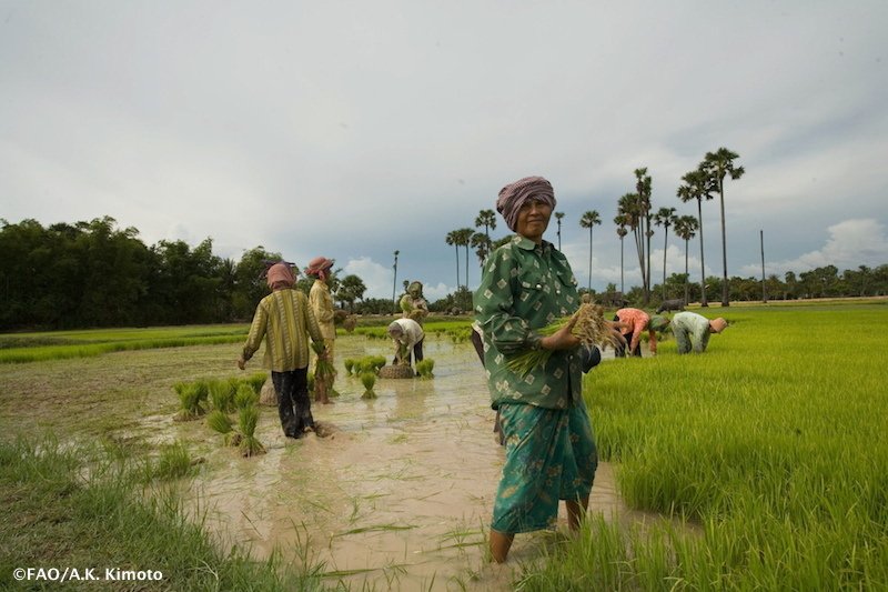 FAOKnowledge's tweet photo. #Cambodia announces actions to achieve #ZeroHunger by 2025 https://t.co/a05VUfL5Od #UNFAO @WFP @UNICEF https://t.co/B8u1JVqa5W