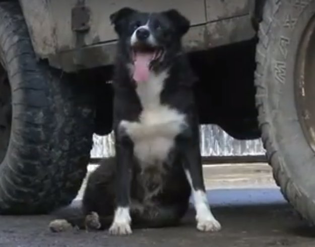 Animalist Network tweet media