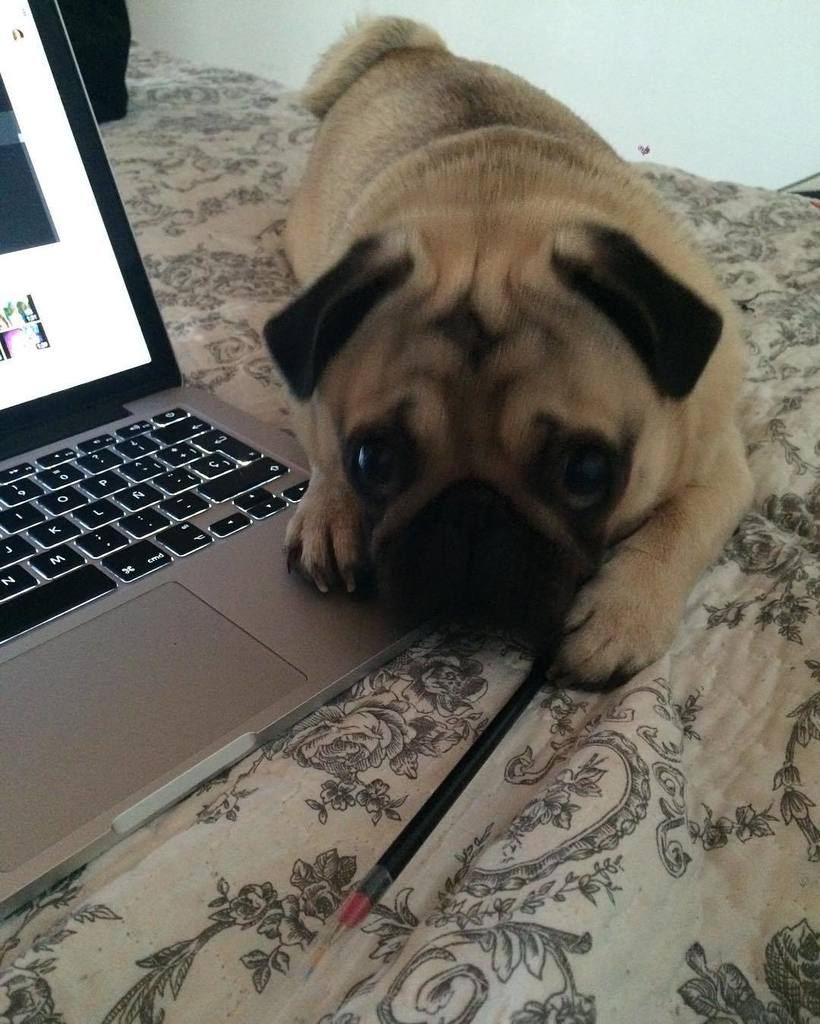 Puglee_Pug's tweet photo. You think i'm cute? Yes or no? 😂#pugsrequest #qtpugs #barkbox #pug #pugs #pugsrequest #pugbasement #speakpug #purep… https://t.co/qeL9dMfMvr