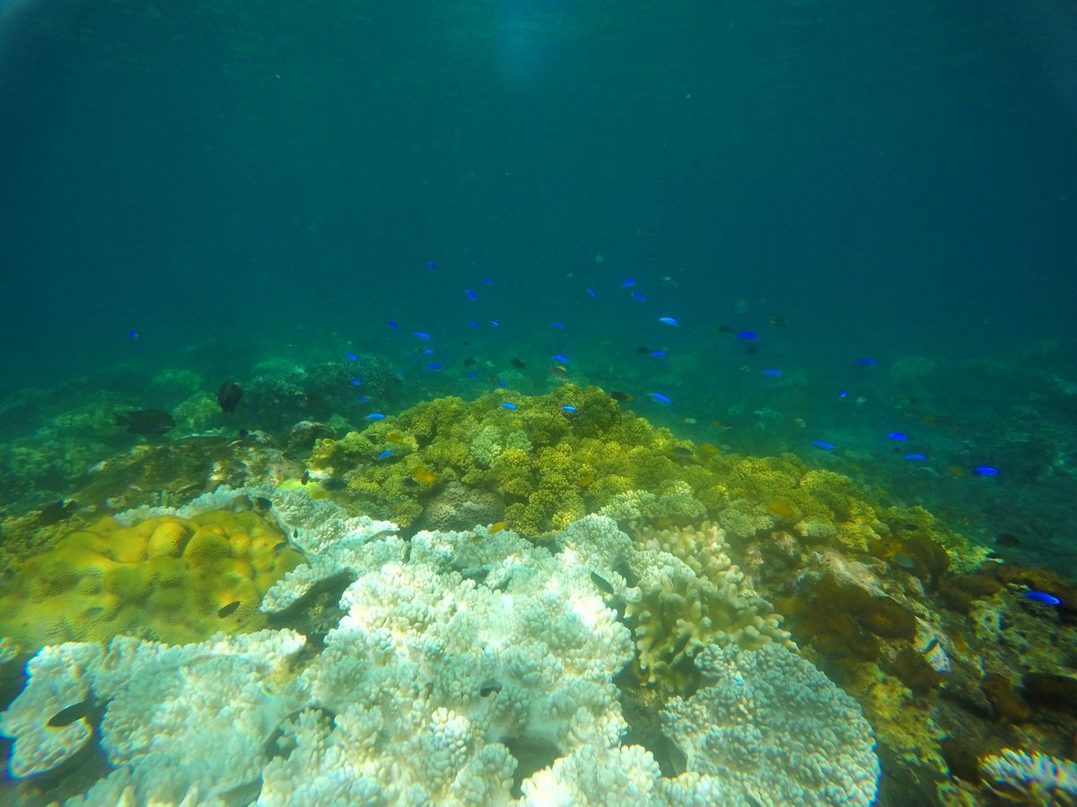 Bangsring Underwater tweet media