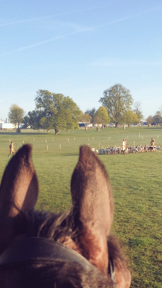 1izzytaylor's tweet photo. Brilliant start to the morning for @KBISInsurance Briarlands Matilda seeing The Beaufort Hounds https://t.co/M6DN8U0YGo
