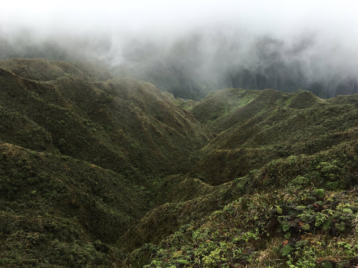 lostbotanist's tweet image. Collecting voucher specimens along the Ko`olau summit. #mastersproject #oahu #polyscias