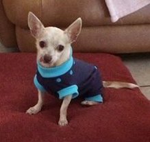 barkitwear's tweet photo. Meet Flash Irwin, a #rescuedog from #FL. Here's his #PSuit #successstory. #woofwoofwednesday https://t.co/hXTnZbTHCj https://t.co/anTA9aJVGZ