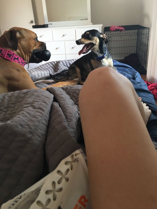 These two dogs are my life and have been through it all with me. 💕 I love you both my little babies.<a href="/tag/skyelites"class="tags"><span>#skyelites</span></a>