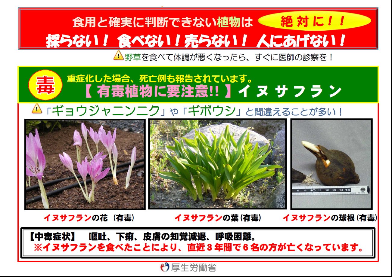 厚生労働省 Gw中も発生 有毒植物による食中毒 イヌサフランの葉を ギボウシ や ギョウジャニンニク と間違って食べて食中毒が発生 おう吐 下痢 皮膚の知覚減退 呼吸困難等の中毒症状 詳しくは T Co Rmlfvml56a T Co