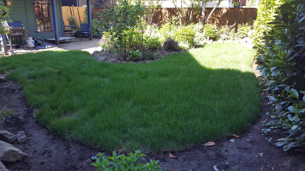 Flowcheck_LLC's tweet image. New sprinkler install and sod work. Before and After