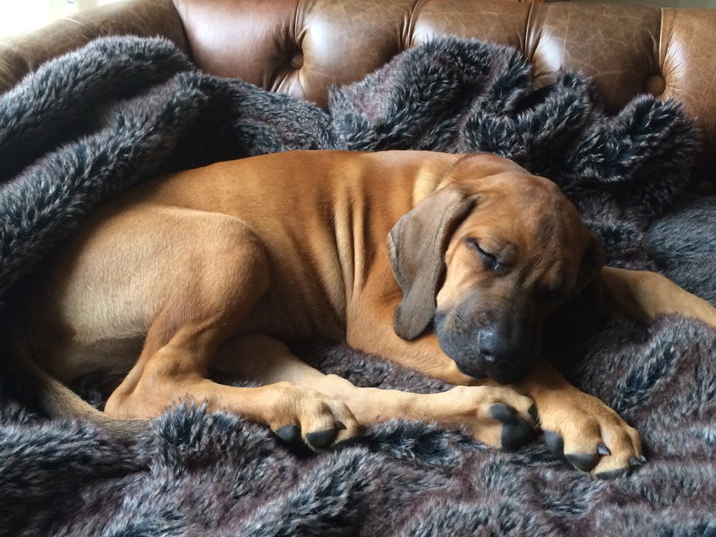 luxdogsofas's tweet image. Snuggle Heaven! from Scott's of London.