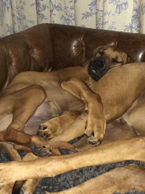luxdogsofas's tweet image. Snuggle Heaven! from Scott's of London.