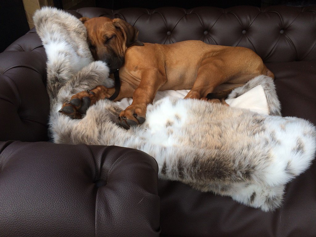 luxdogsofas's tweet image. Snuggle Heaven! from Scott's of London.
