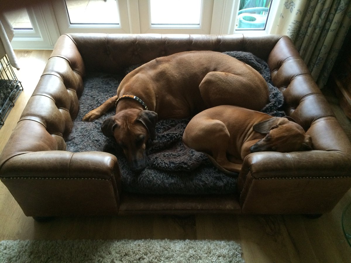 luxdogsofas's tweet image. Snuggle Heaven! from Scott's of London.